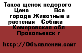 Такса щенок недорого › Цена ­ 15 000 - Все города Животные и растения » Собаки   . Кемеровская обл.,Прокопьевск г.